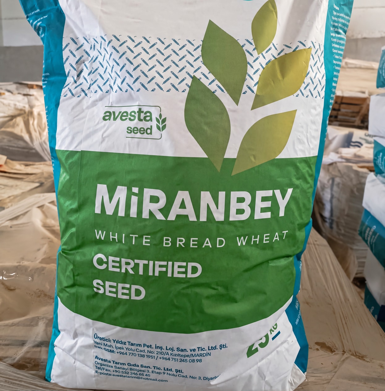 Miranbey — Ekmeklik buğday